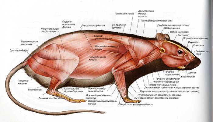 Знакомьтесь: guinea pig или просто морская свинка |