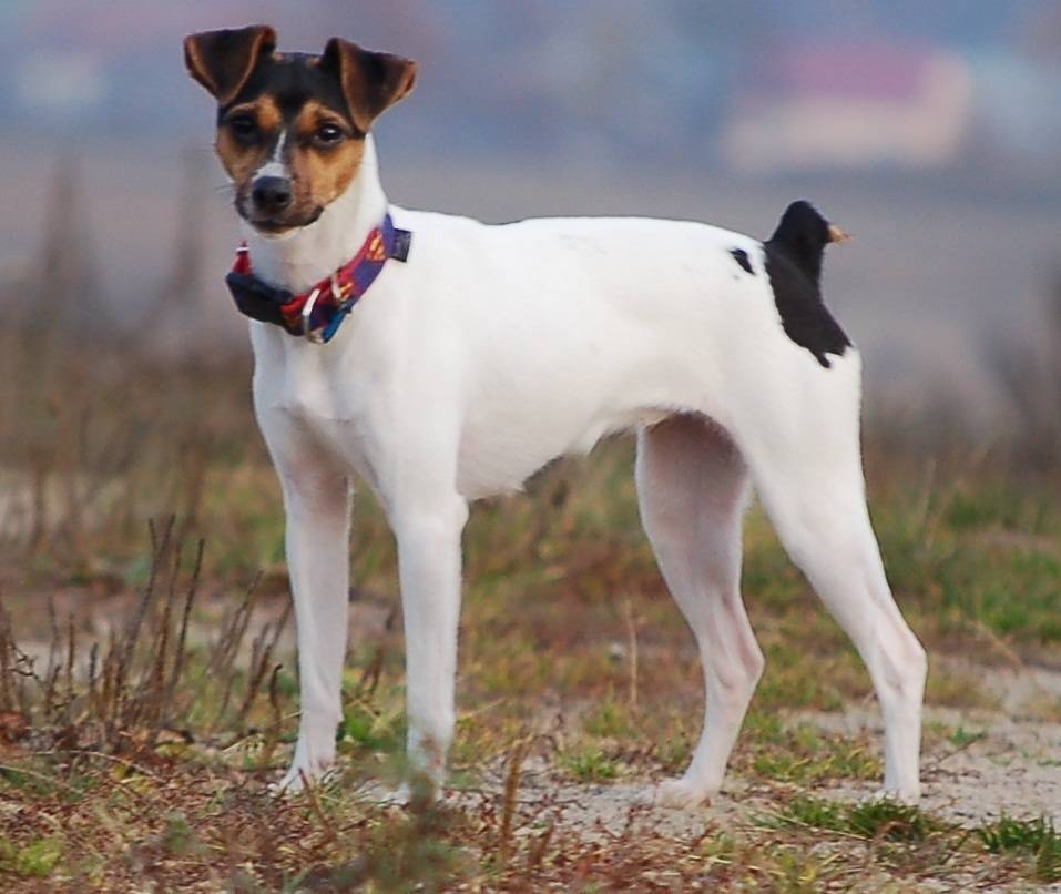 Типичные норные собаки – парсон рассел терьеры