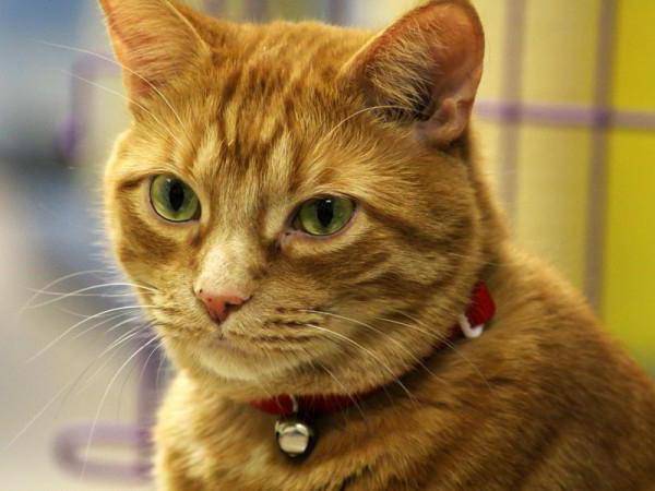 Зачем коту усы и почему они ломаются