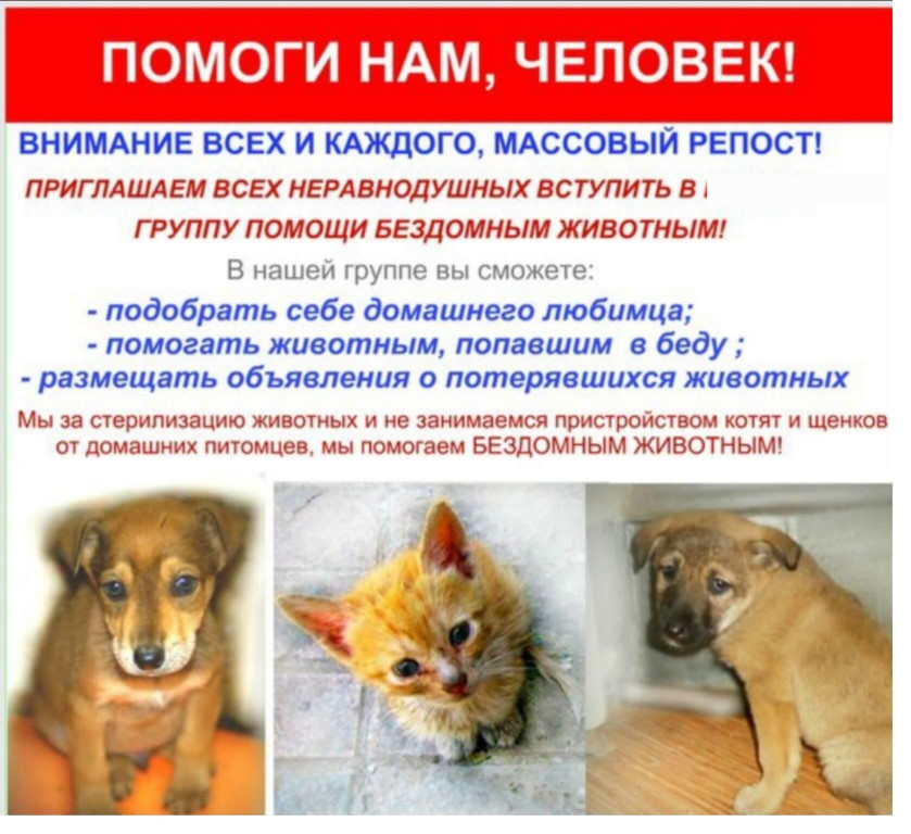 Каша вместо корма и дефицит лекарств: что происходит с приютами для бездомных животных в россии