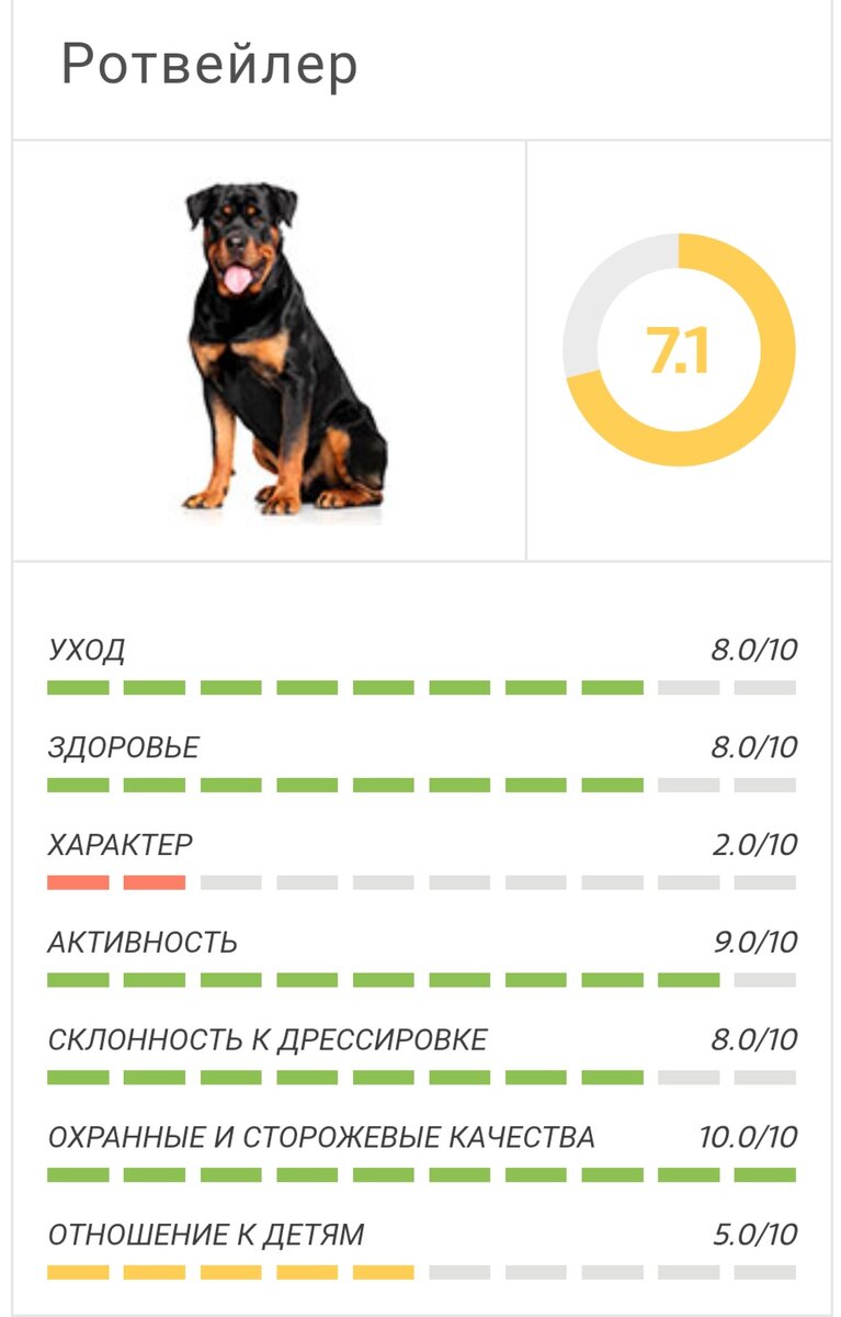 Самые умные породы собак в мире: ТОП-10 по интеллекту