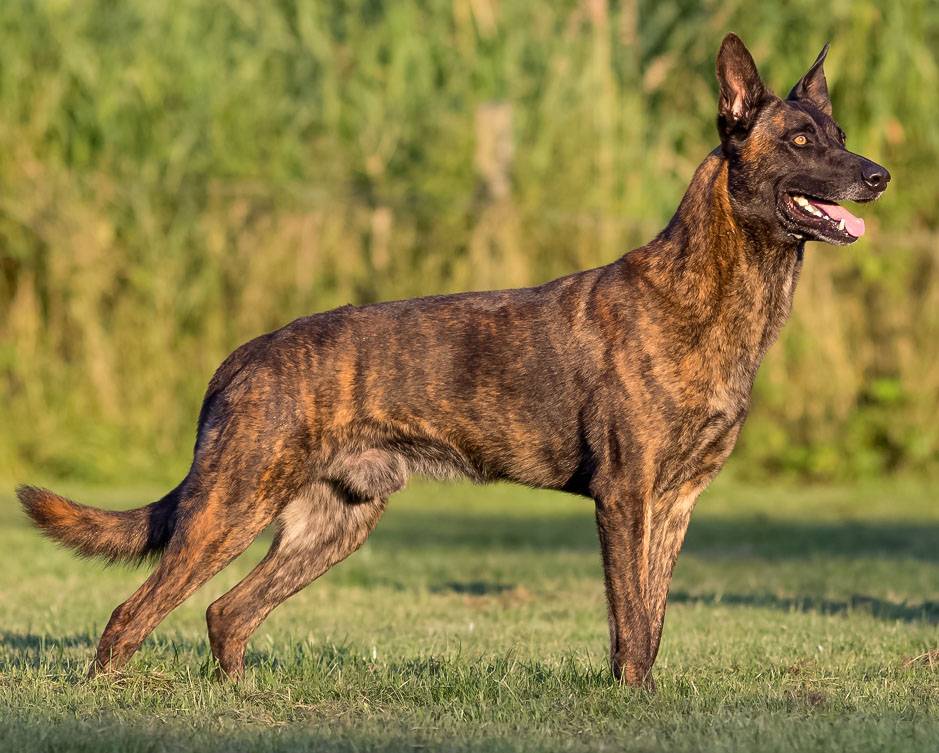 Самые редкие породы собак в мире – топ-10, фото с названиями