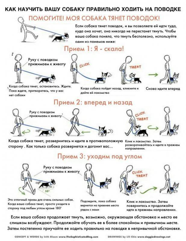 10 упражнений отучить собаку тянуть поводок | звери дома