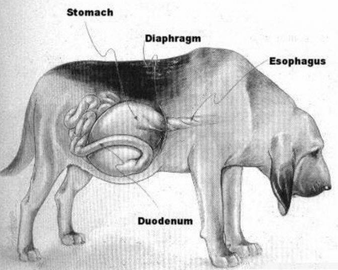 Почему у собаки бурлит в животе?