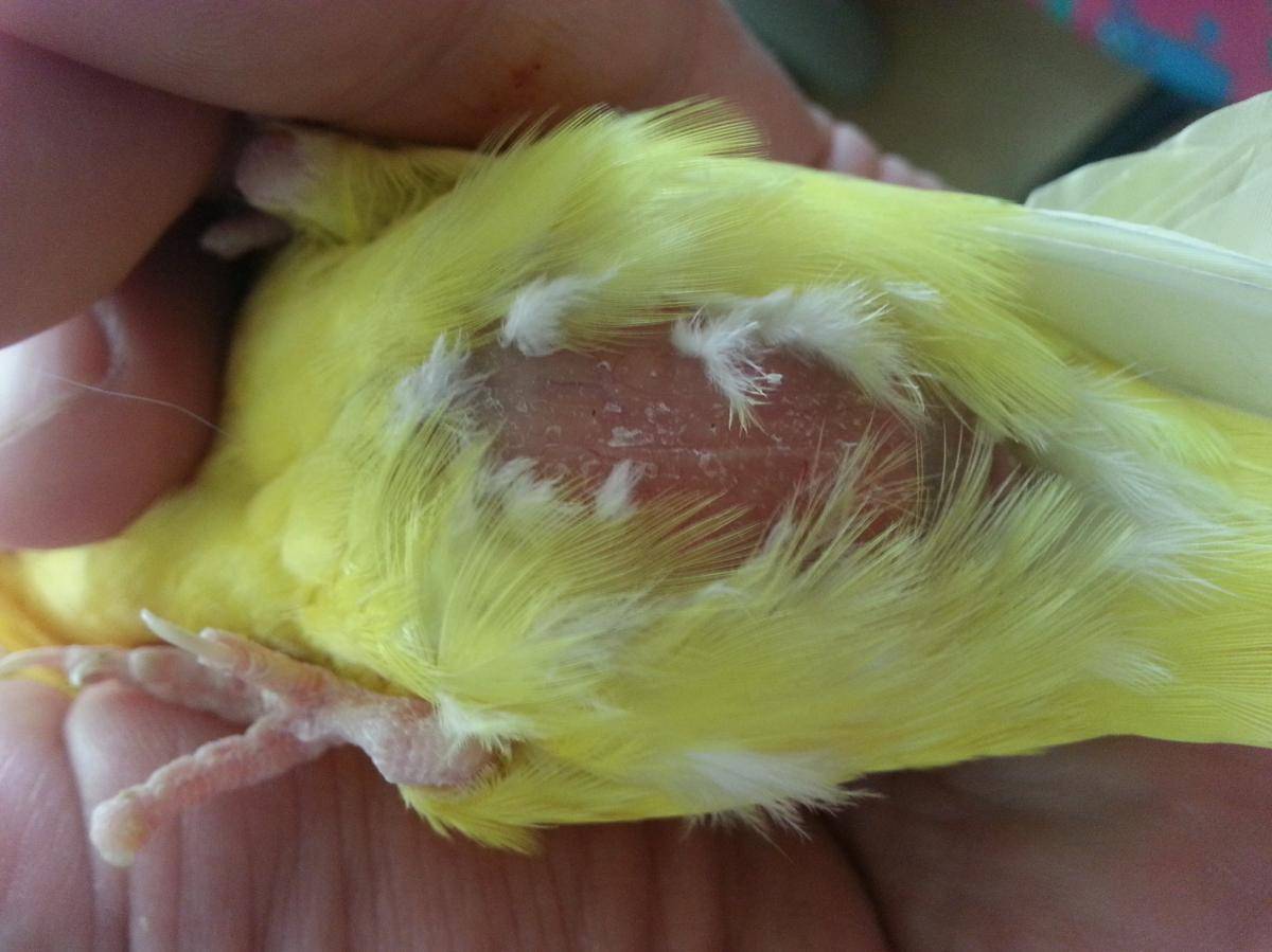 Болезни попугаев: симптомы и их лечение в домашних условиях [новое исследование]
