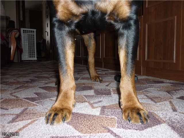 У собаки отказывают лапы – сигнал о наличии серьезных проблем со здоровьем! что делать если у щенка отказали лапы?