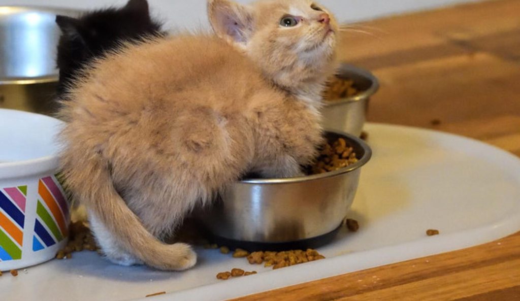 Кошка не ест, ест плохо, нет аппетита или он плохой - симптомы, лечение, препараты, причины появления | наши лучшие друзья