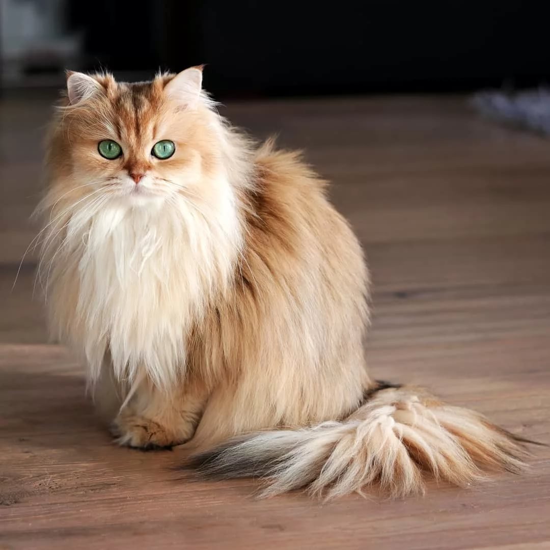 23 породы длинношерстных кошек: 60+ фото и описание