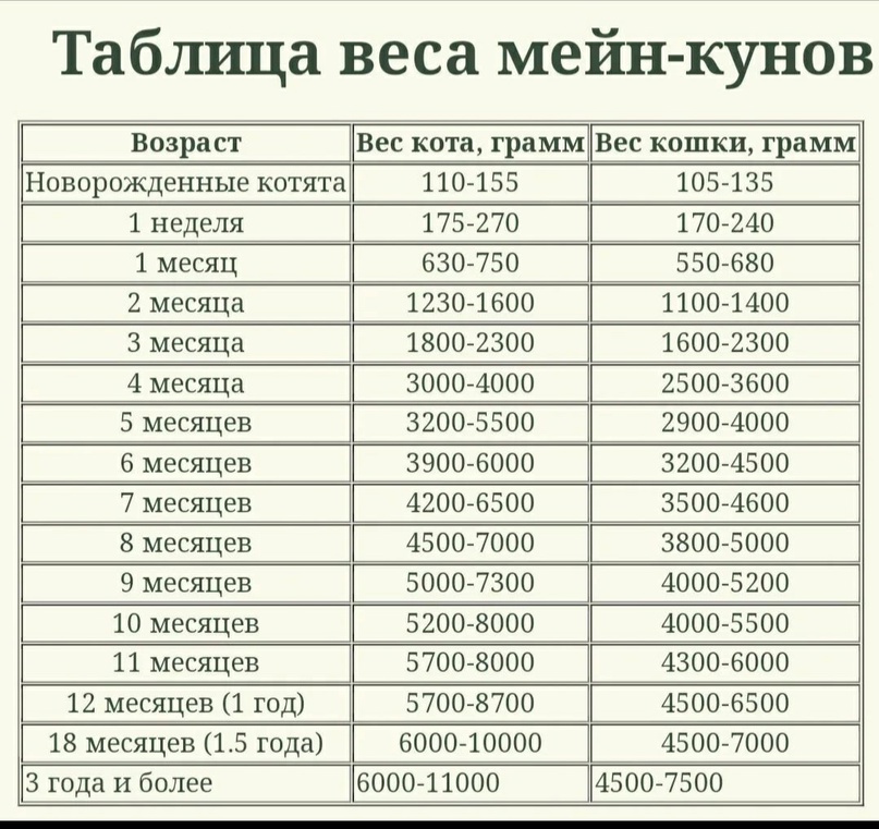 Размеры мейн-кунов – норма роста и веса кошки и кота