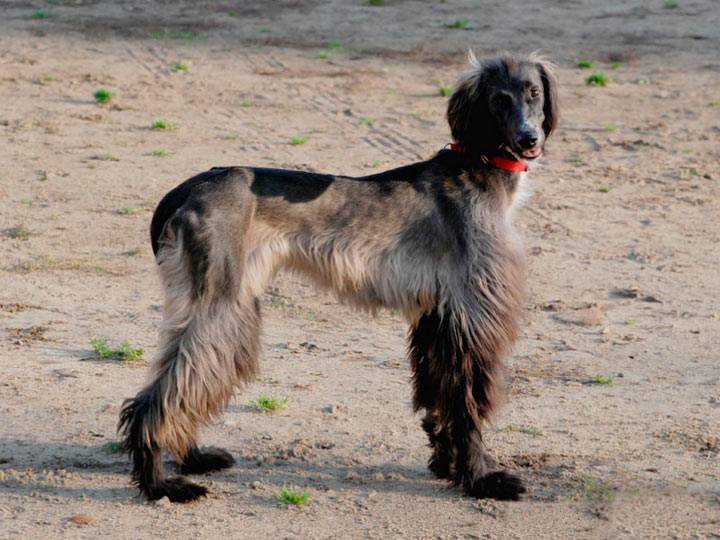 Тайган — описание породы и характер собаки