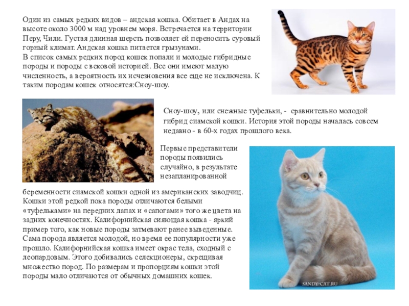 Большие кошки: топ-5 самых крупных пород кошек