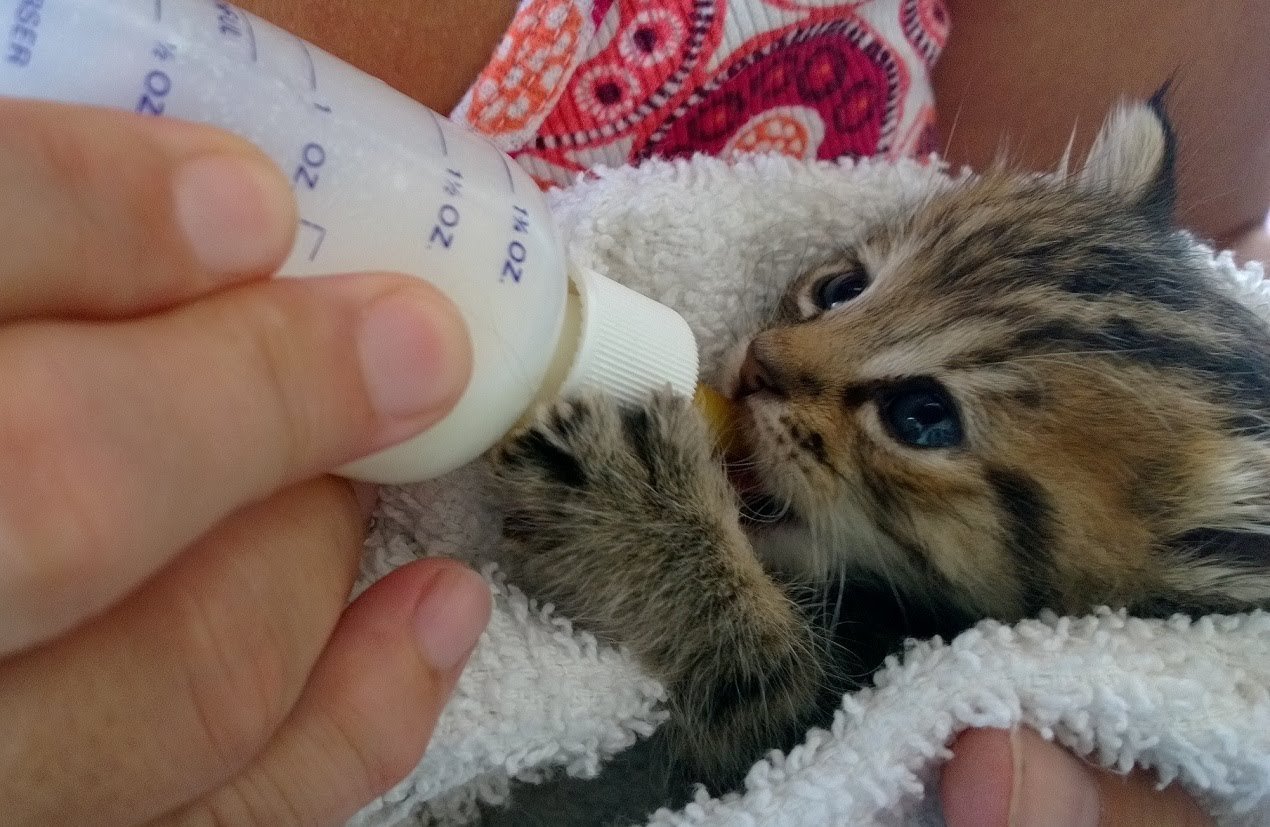 Как ухаживать за новорожденными котятами без мамы-кошки