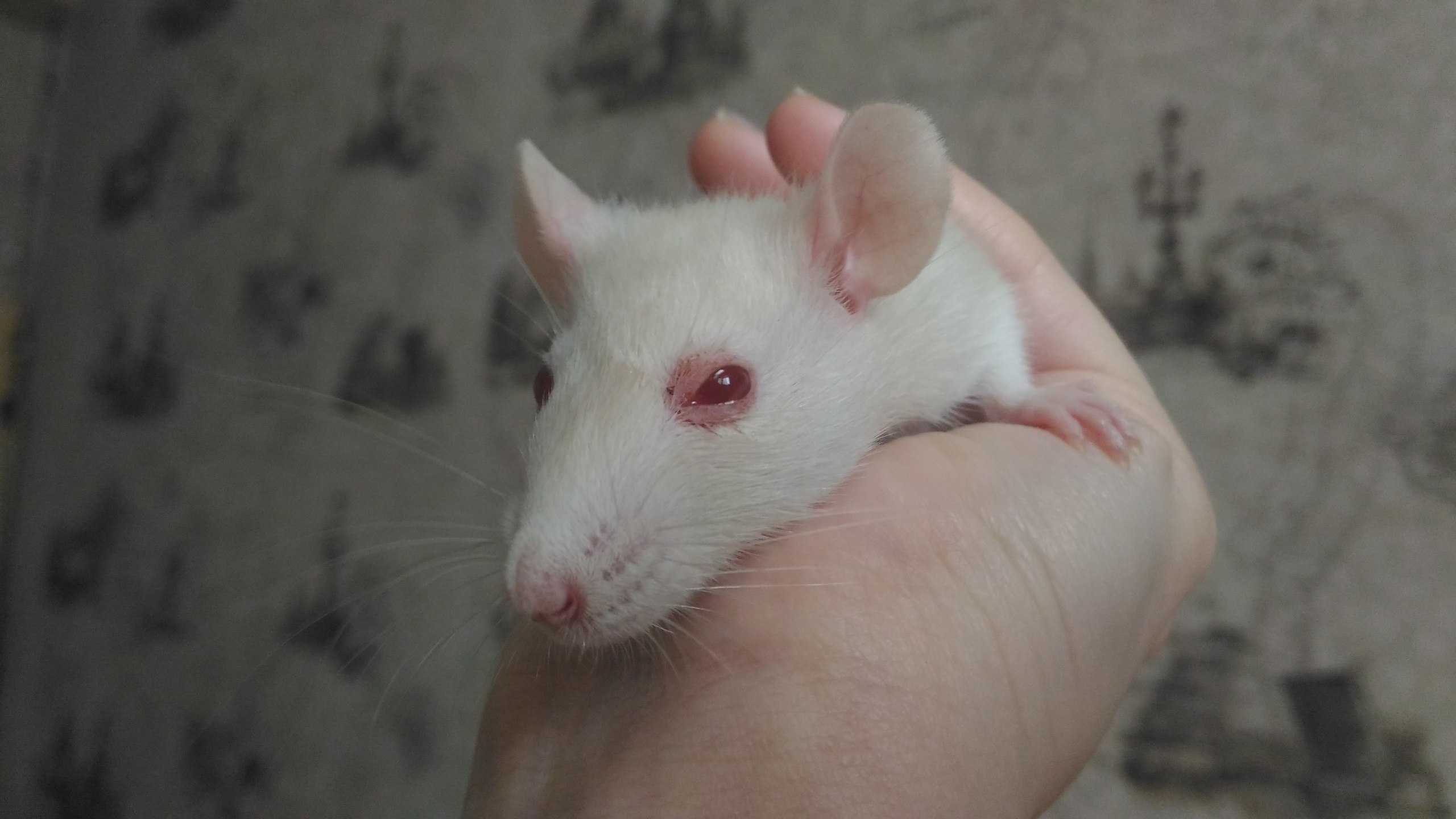 Лечение декоративных крыс дома — сам по себе