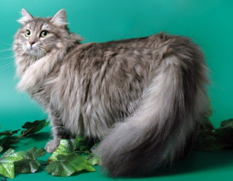 Породы кошек: фото и названия (длинношерстные, короткошерстные, лысые)