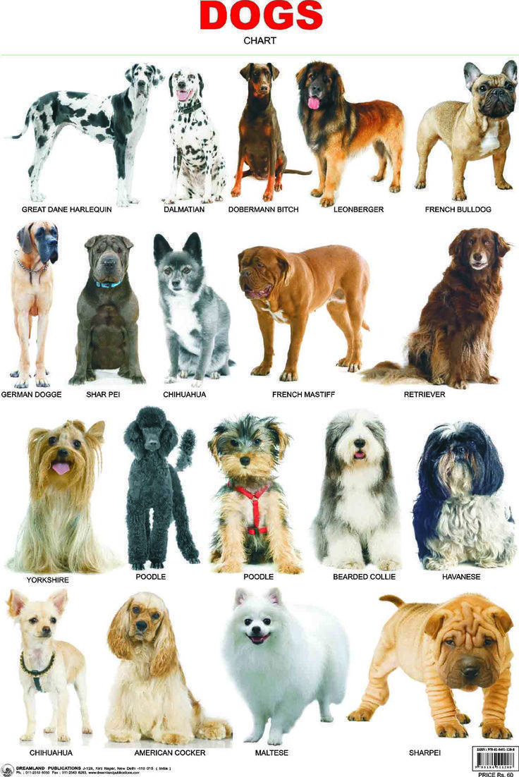 Самые добрые породы собак в мире
самые добрые породы собак в мире