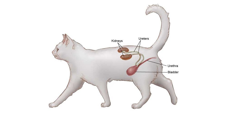 Недержание мочи у котов и кошек: причины и лечение