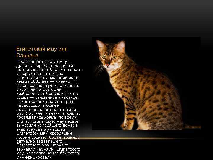 ᐉ египетская мау - описание пород котов - ➡ motildazoo.ru