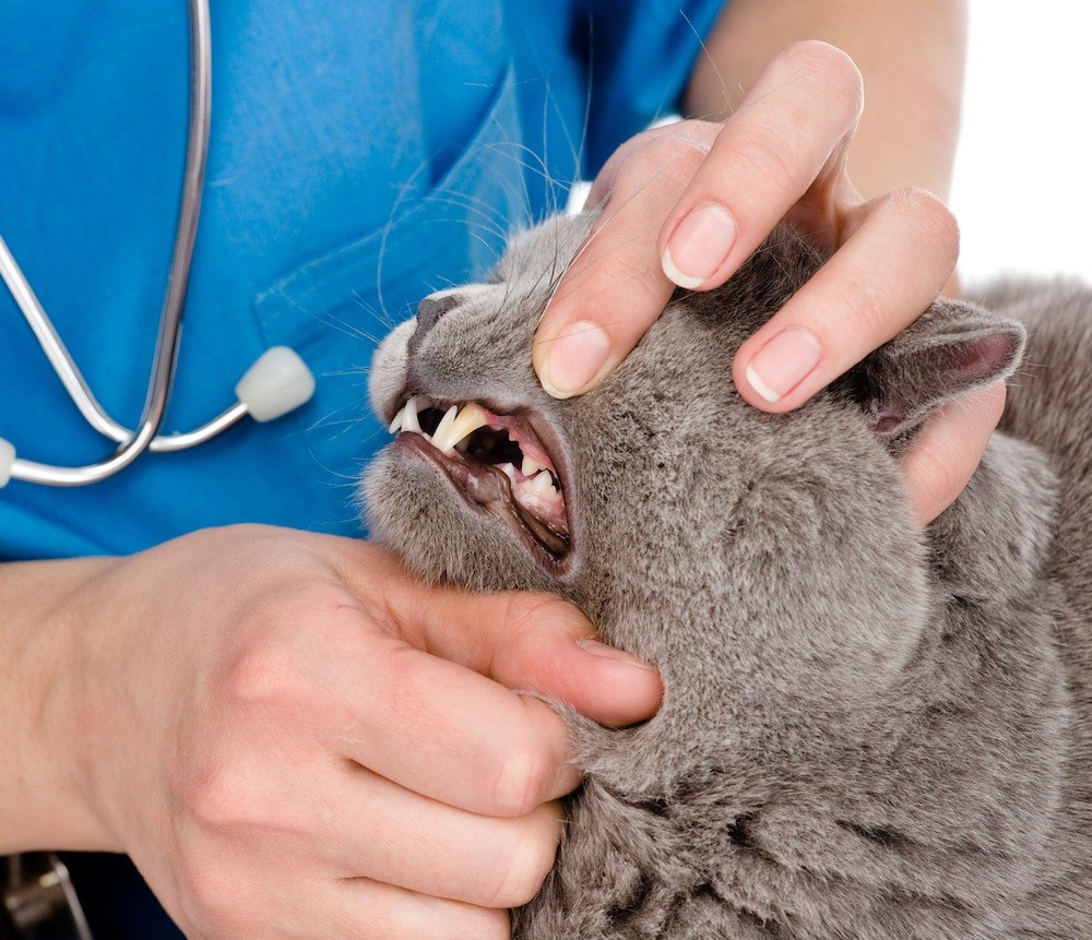 Белоснежные зубы у кошки: косметическая прихоть или сохранение здоровья питомца