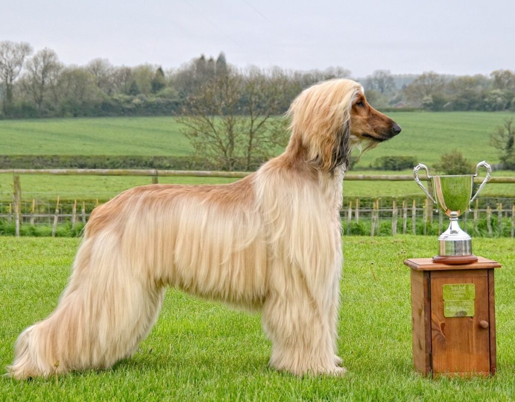 Афганская борзая / Afghan Hound