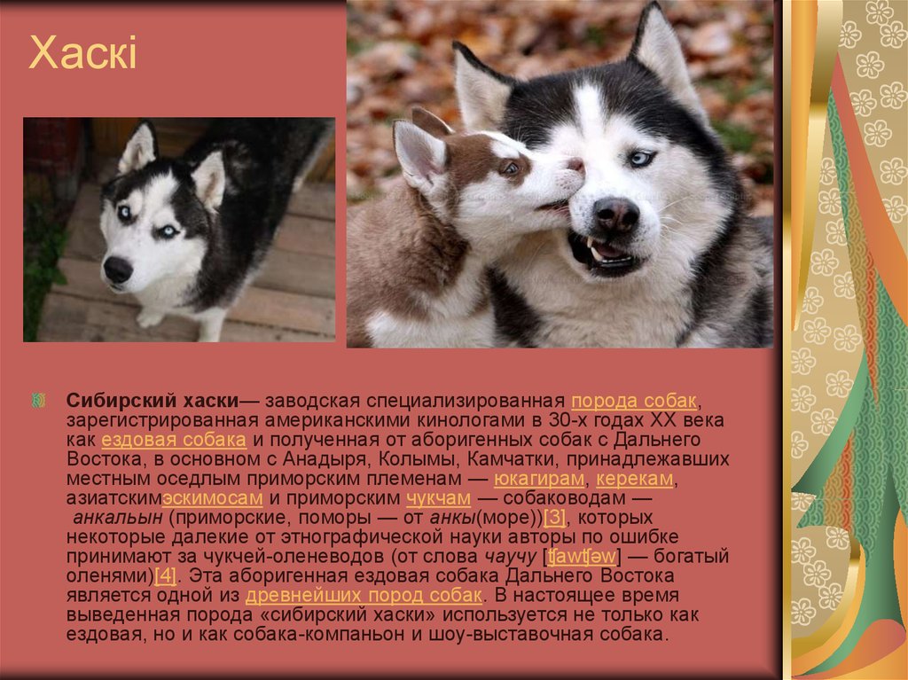 Сибирский хаски: описание породы, характер, чем кормить, стандарты, уход и содержание