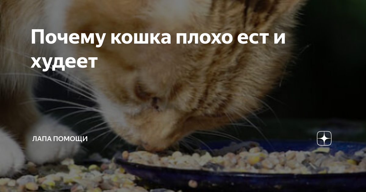 Кошка плохо пьет. Кошка плохо ест и худеет причины. Кот худеет. Если кошка плохо ест. Кот худеет но ест.