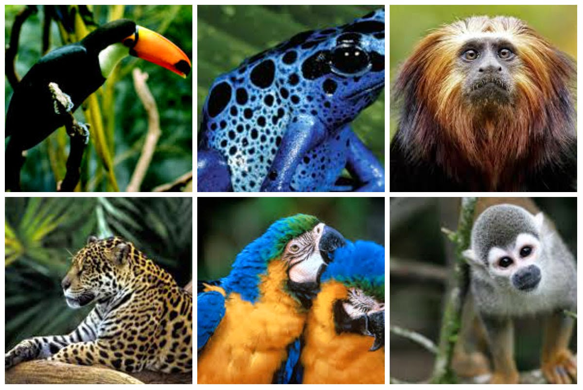 Лесное природное сообщество: особенности, значение для человека, флора и фауна