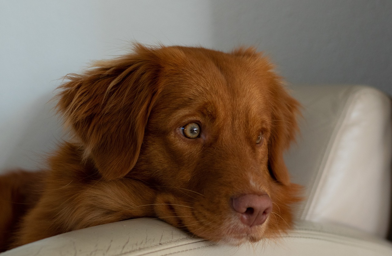 Порода собаки из фильма пять минут тишины: как звали, фото и описание породы