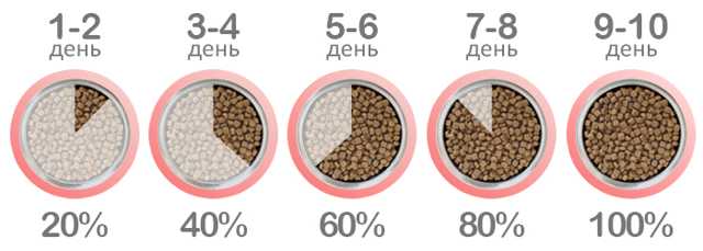 Как перевести кота на другой корм?