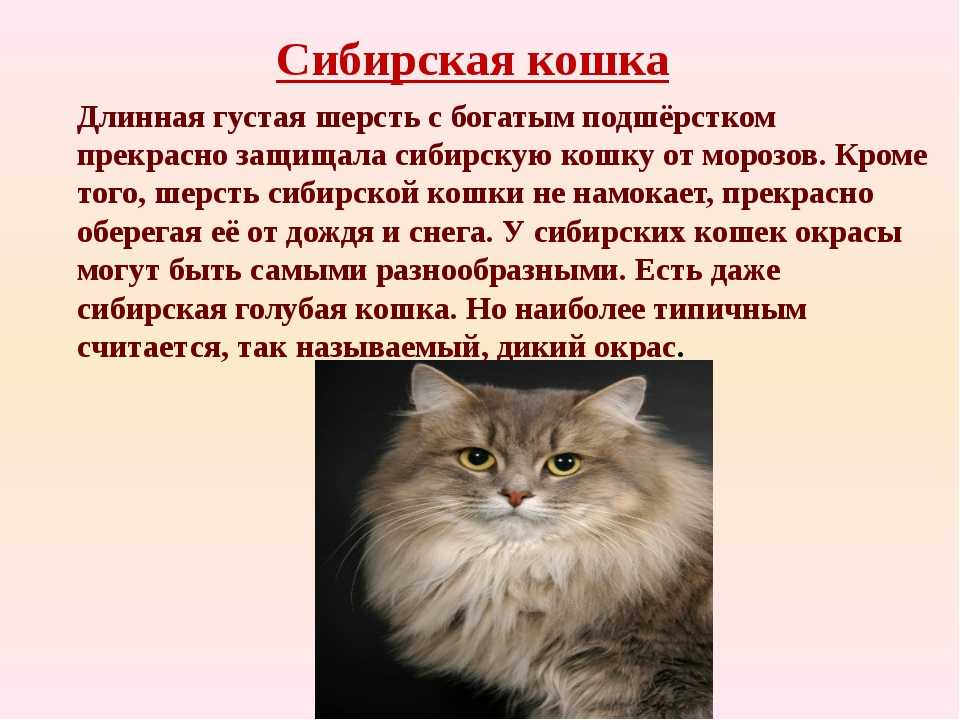 Сомалийская кошка