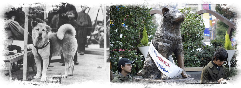В японии найден неизвестный фотоснимок легендарного хатико