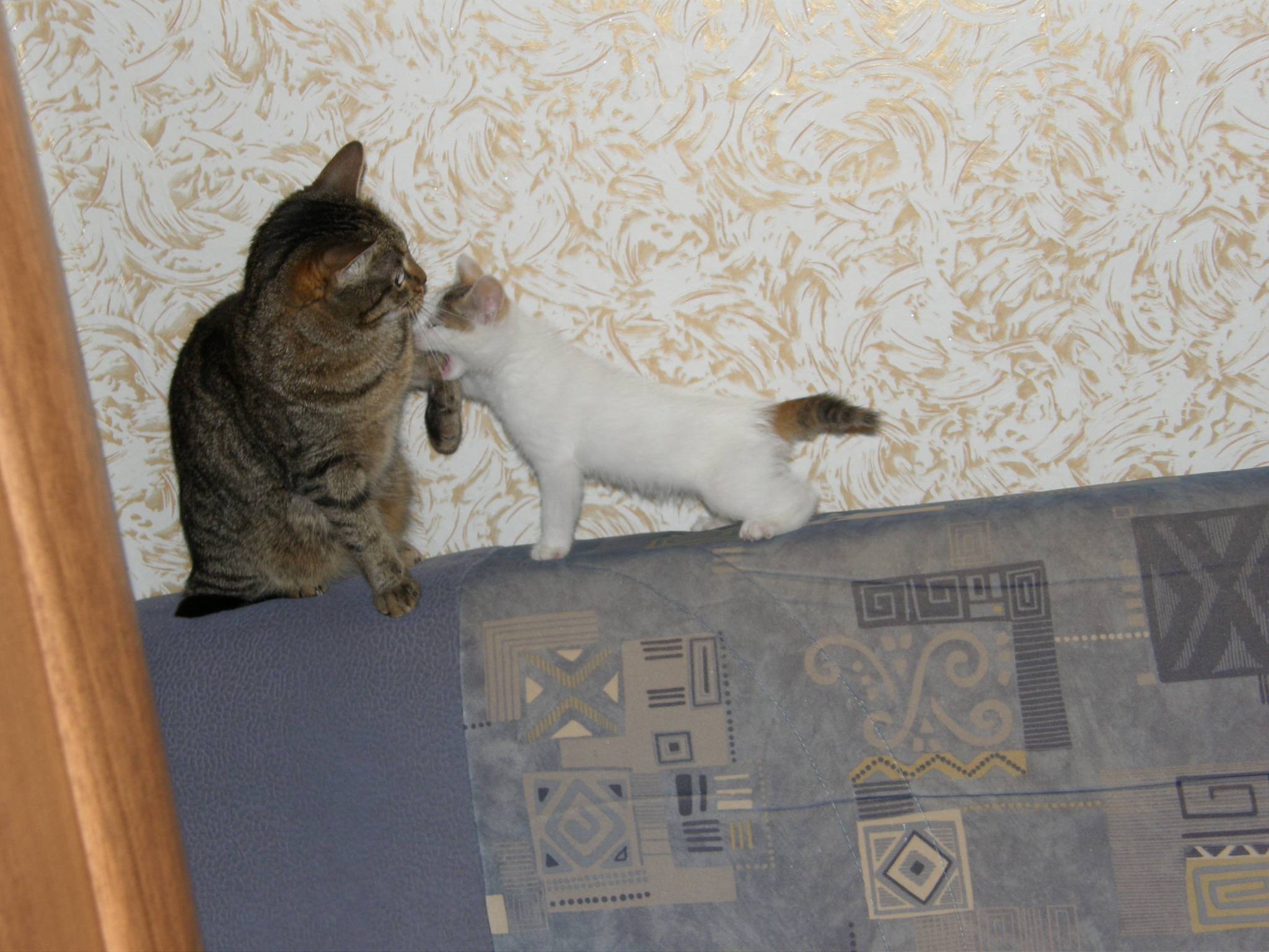 Две кошки в доме: мирись, мирись и больше не дерись