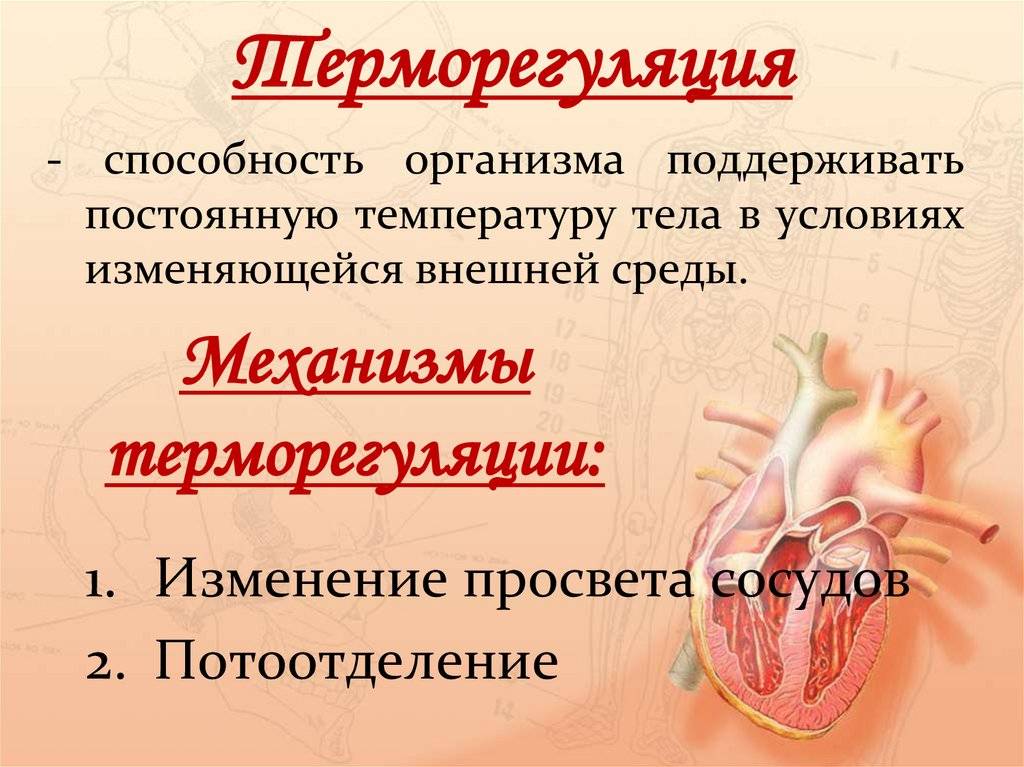 Как спасти кота от жары?