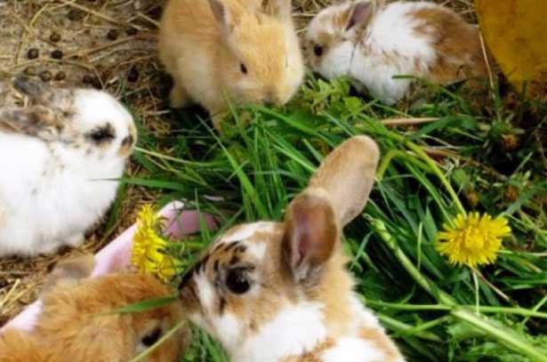Можно кроликам давать одуванчики. Кролик в одуванчиках. Кролик ест одуванчик. Огород крольчонка одуванчика. Какой одуванчик можно кроликам.