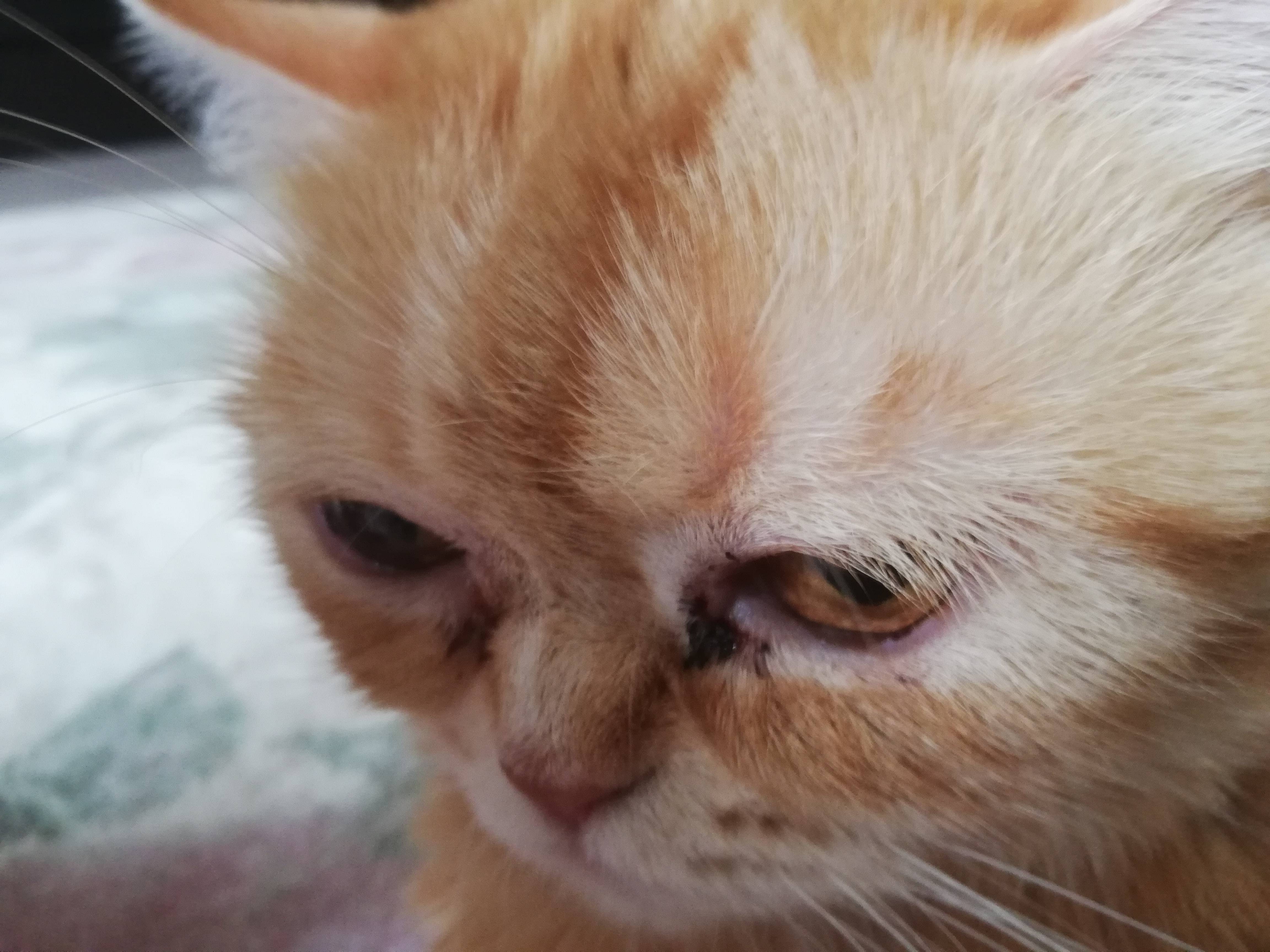 У кошки коричневые выделения из глаз - причины и лечение