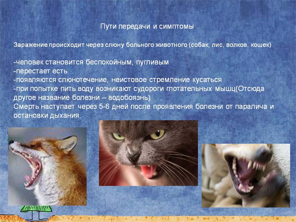 Какими болезнями можно заразиться от кошки?