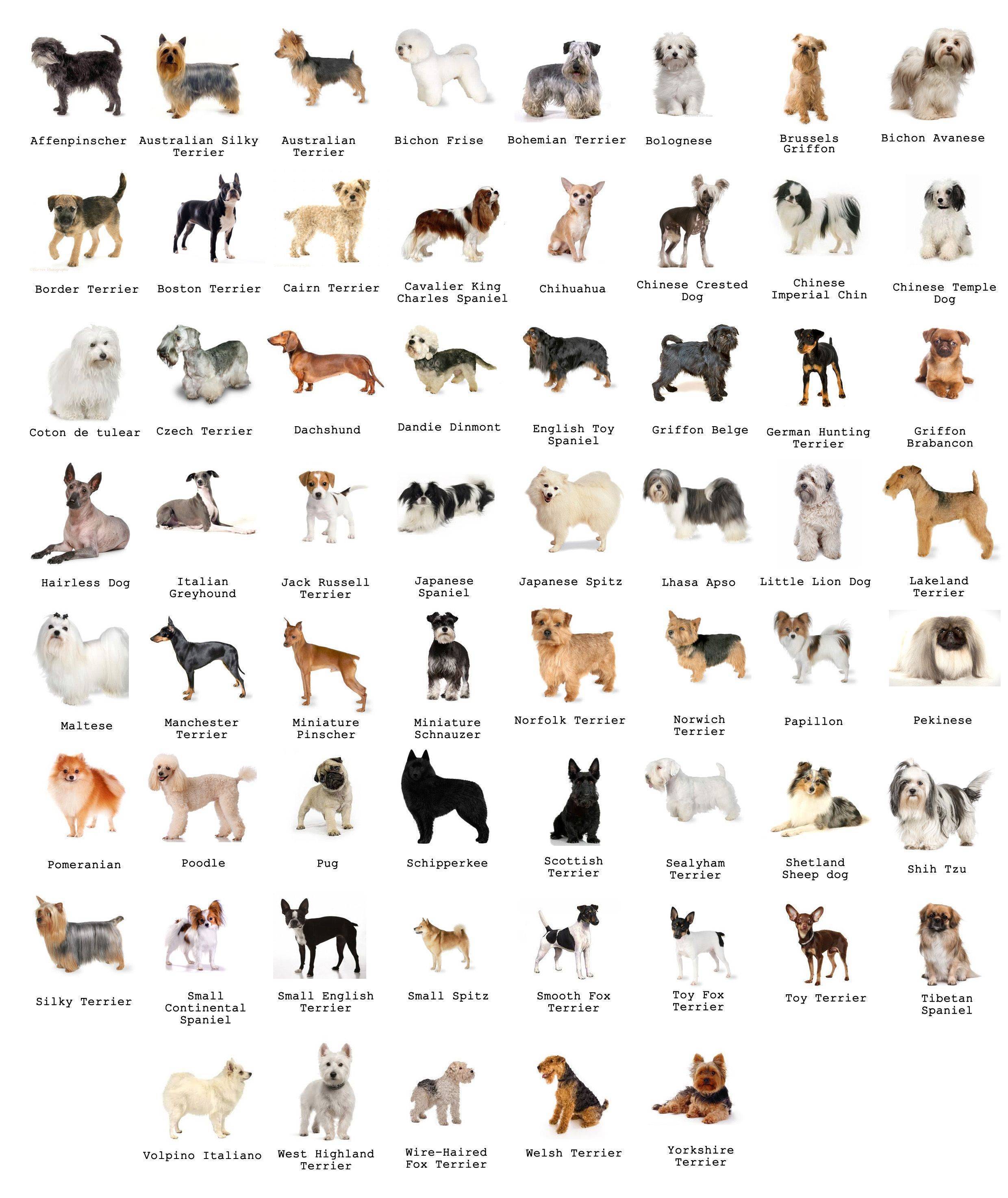 Какая порода собак самая добрая: список пород с описанием, характер