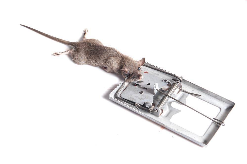 Как поймать крысу в доме: наиболее эффективные способы