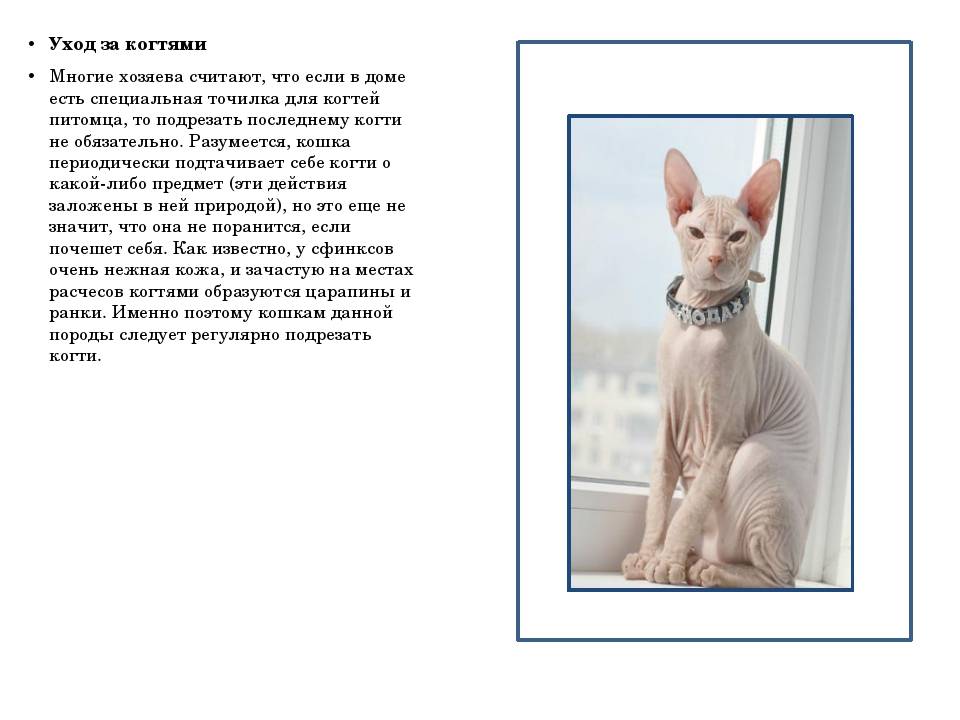 Петерболд: описание породы и стандарты, фото кошек, уход и питание