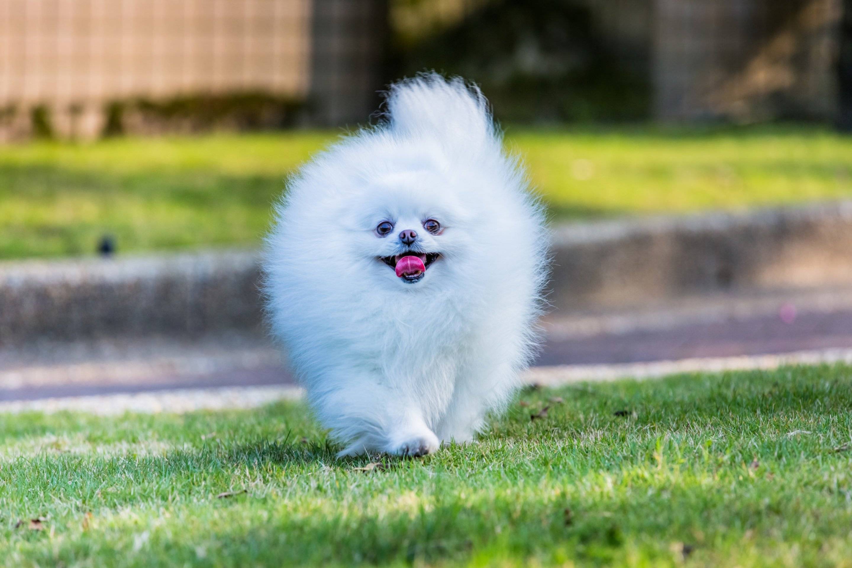 Порода собак белая и пушистая: характер, описание, фото