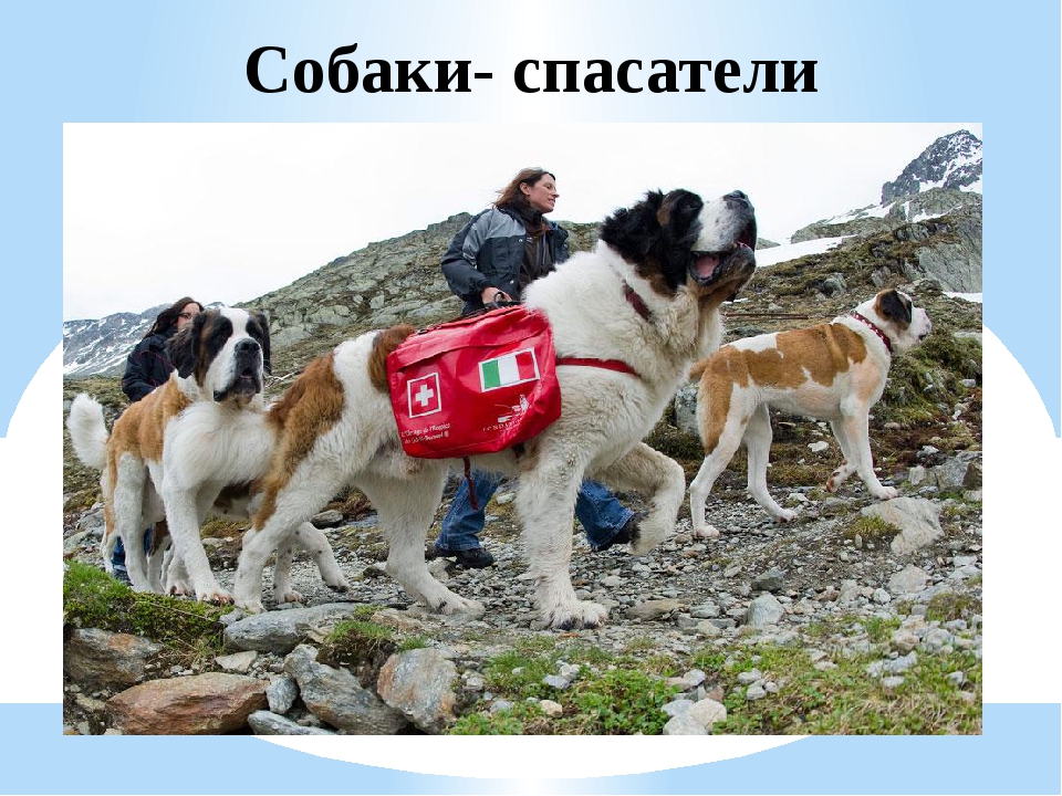 Собаки-спасатели придут на помощь — их «служба и опасна, и трудна»
