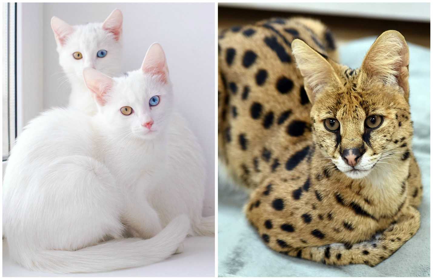 Редкие породы кошек: от молодых гибридов до малочисленных аборигенных пород.