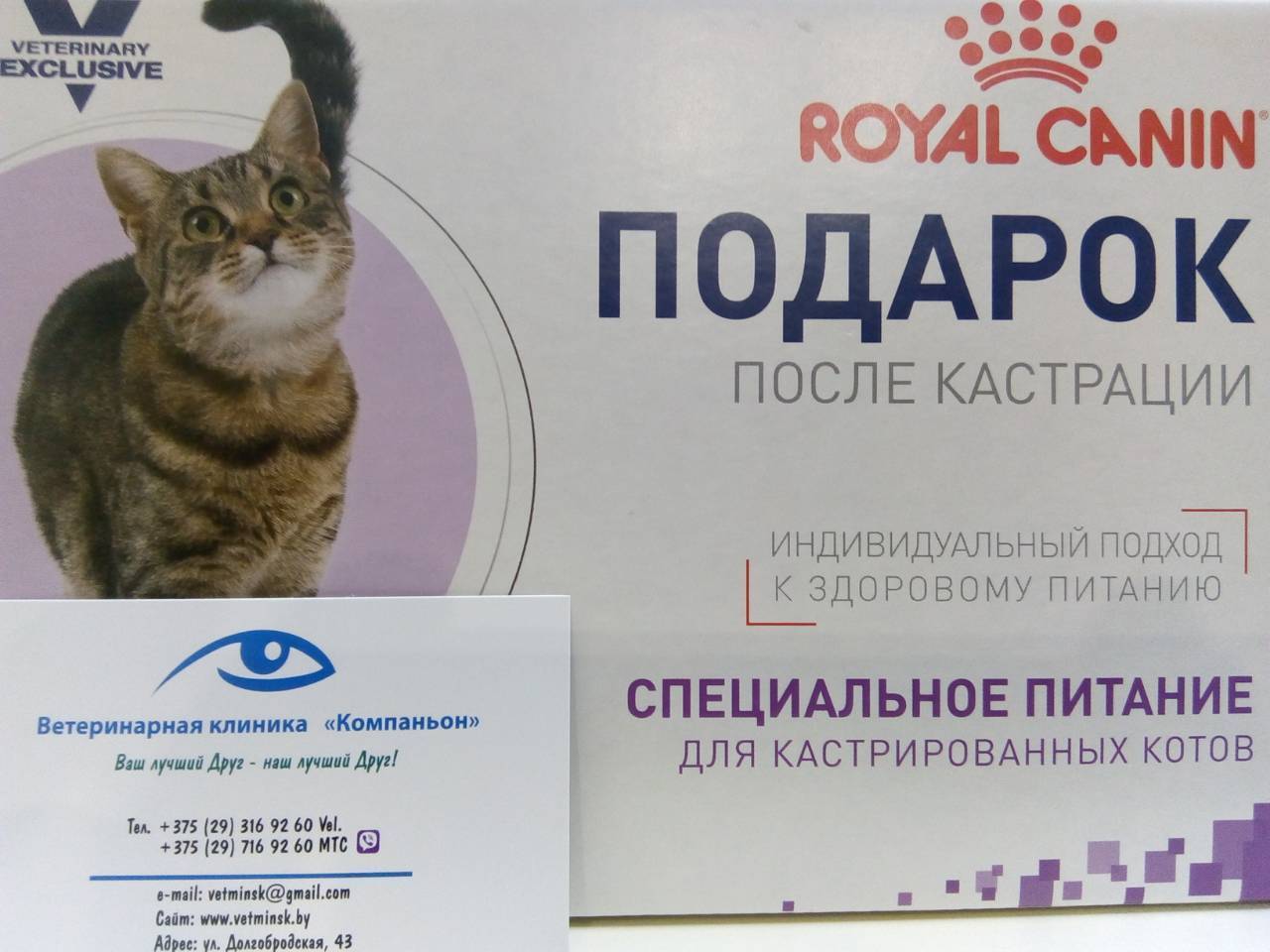 Содержание кастрированного кота