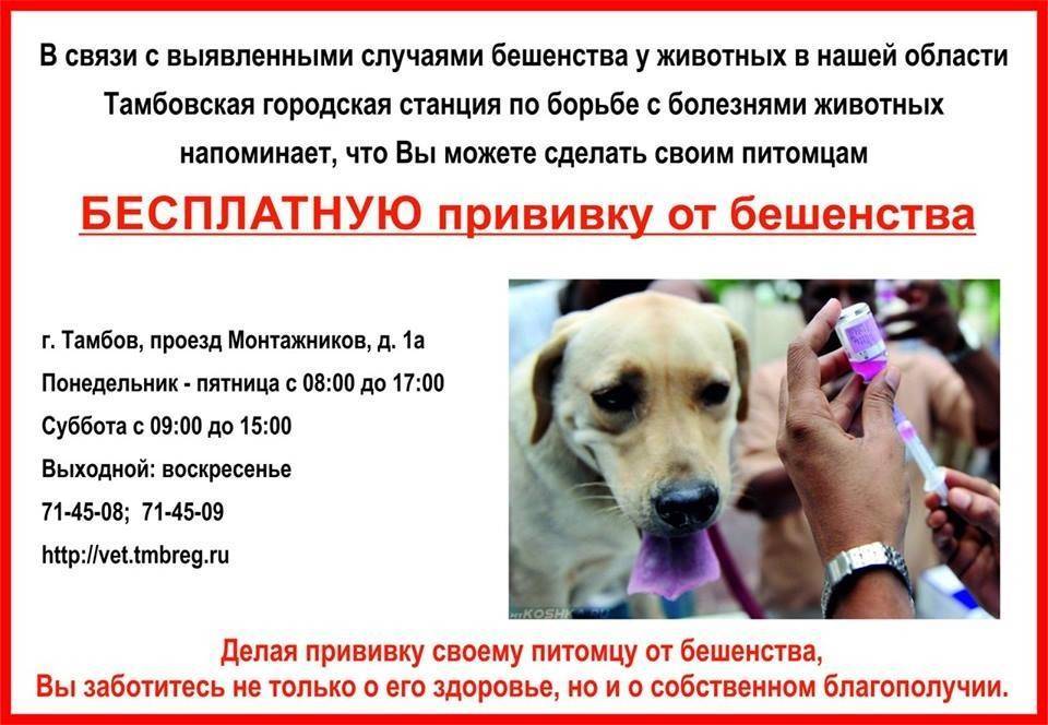 Рабикан - вакцина от бешенства: инструкция по применению