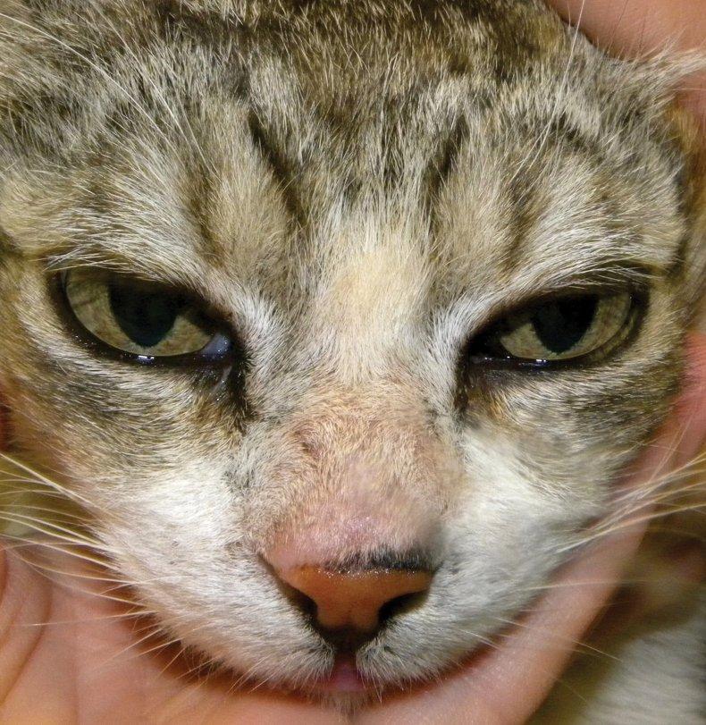 Подкожные клещи у кошек — первые симптомы, варианты лечения и реальные фото примеров поражения паразитами (110 фото + видео)