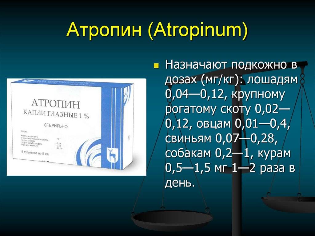 Симптомы отравления у кошек