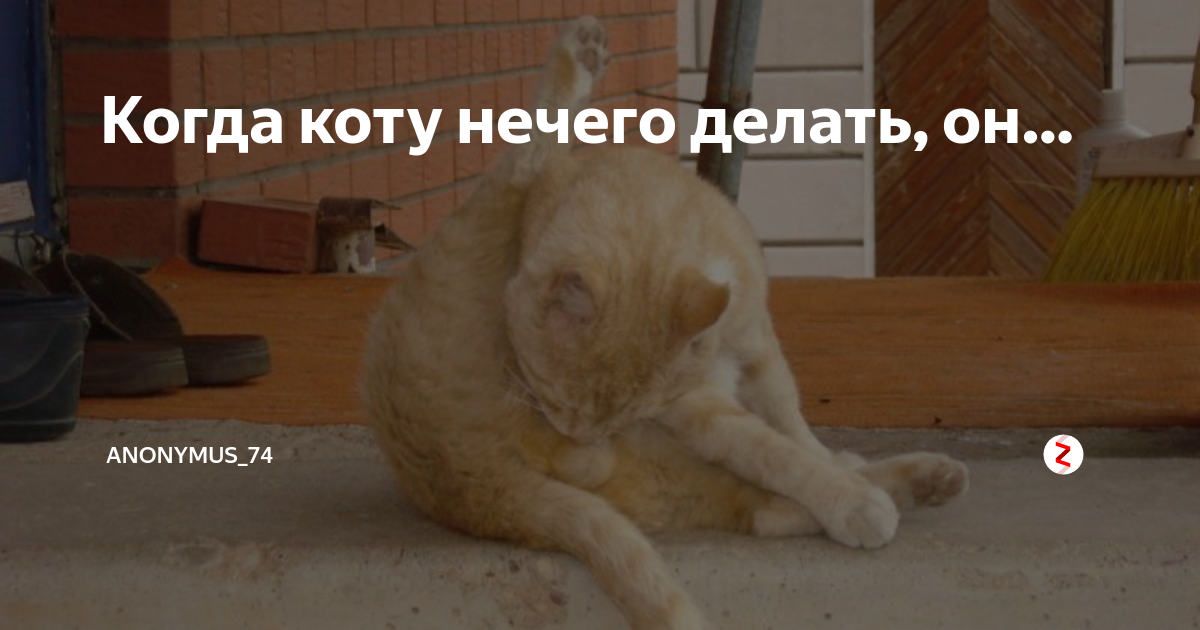 Почему кошка лижет под хвостом: причины, что делать, советы ветеринара