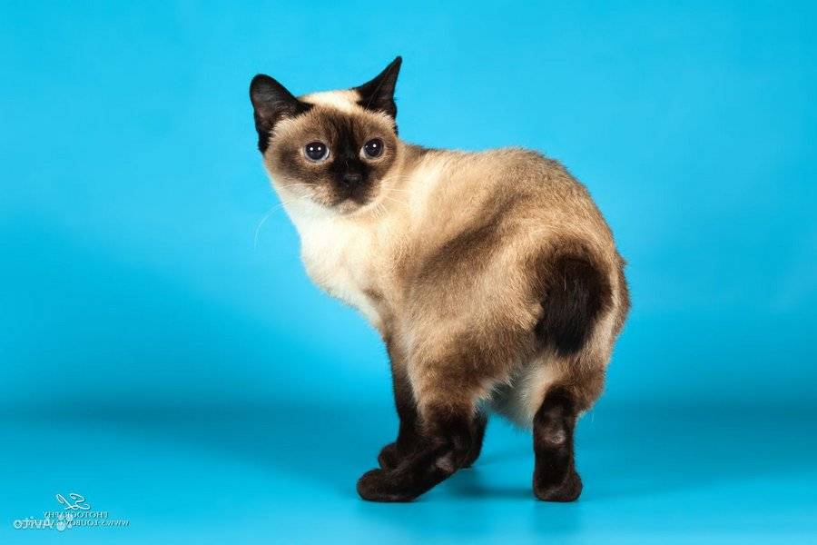 Скиф-тай-дон: порода кошек, 10 фото, видео, стоимость котенка