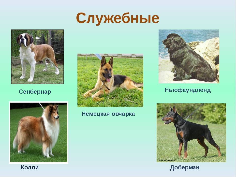 Крупные породы собак. описания, названия, клички и особенности крупных пород собак