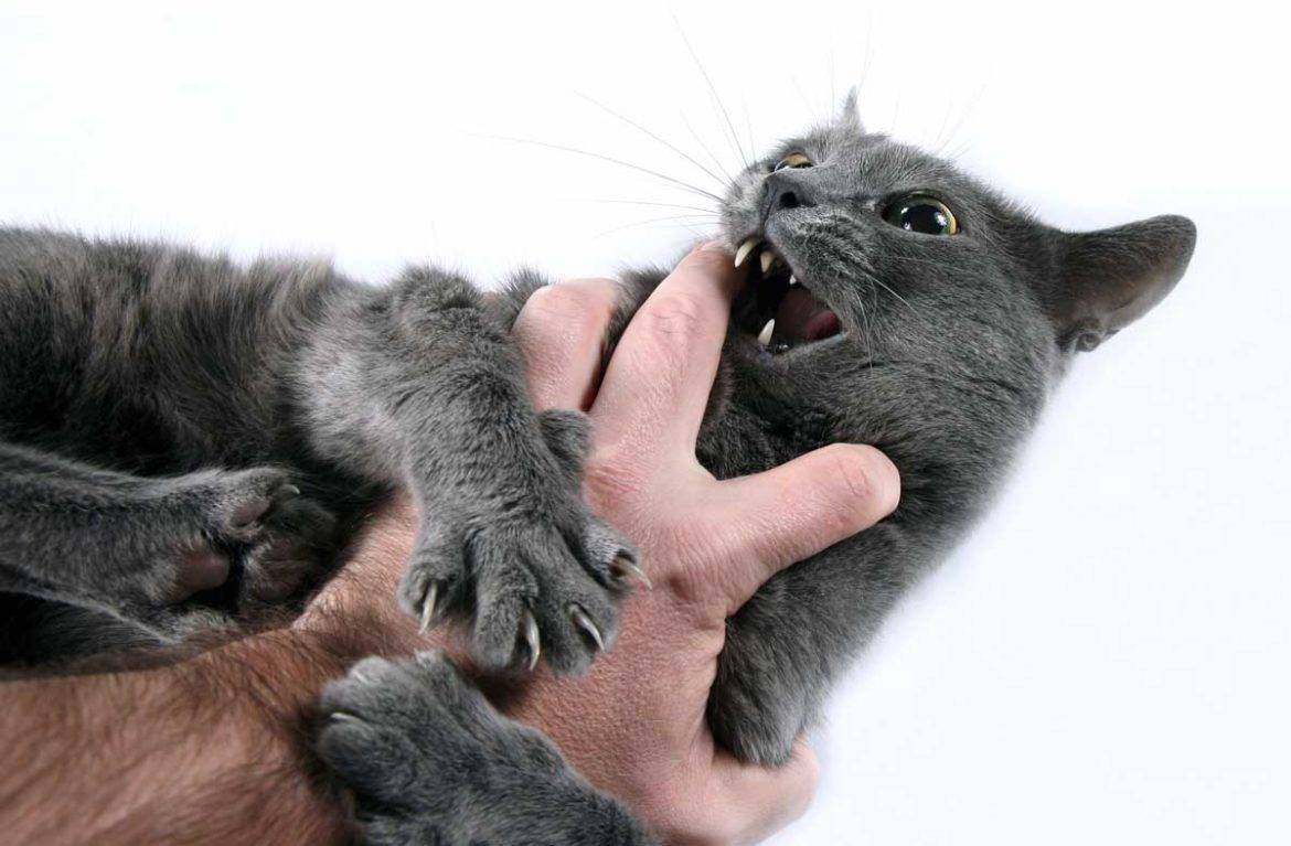 Как отучить кошку кусаться, нападать и царапаться и что делать с месячным котенком