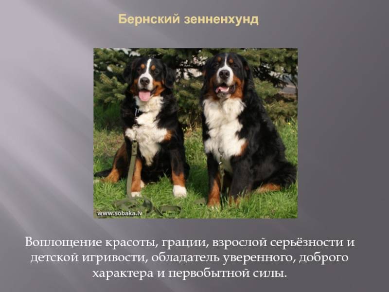 Порода собак бернский зенненхунд и ее характеристики с фото